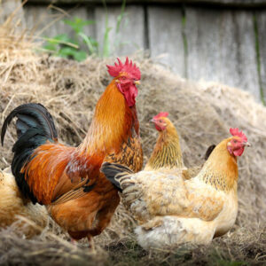 atelier poule pondeuse rentable 