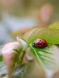 infrastructure agroécologique