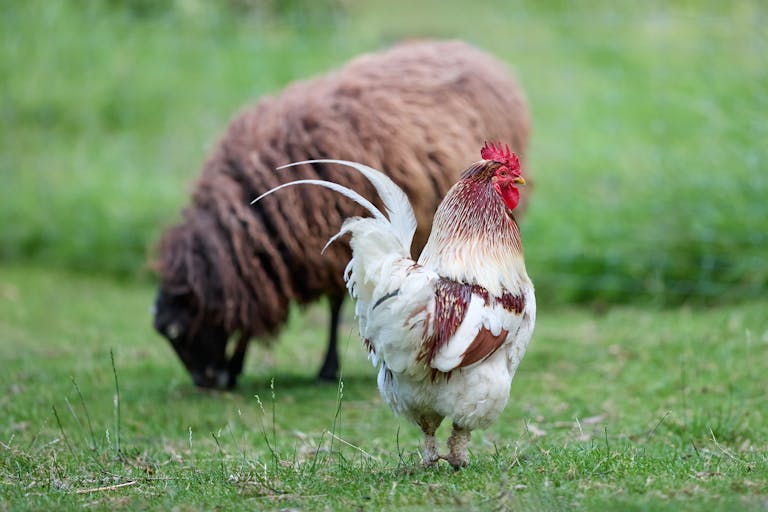 Poules pondeuses à la ferme : activité rentable ou simple diversification ?