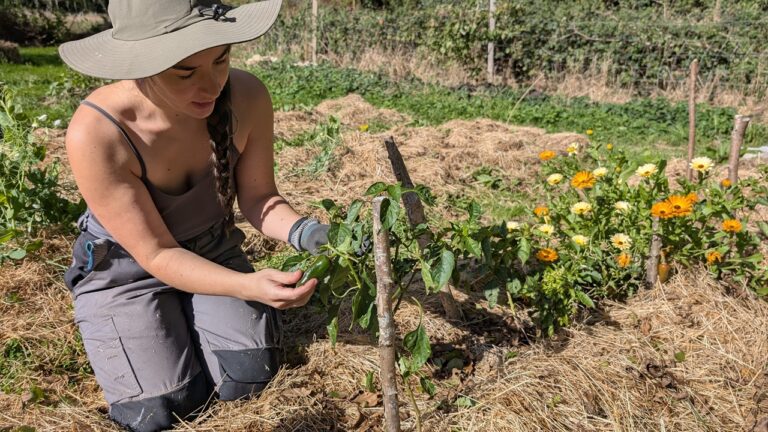 Faut-il travailler le sol en maraîchage sur planches permanentes ? Une réponse pragmatique depuis la ferme