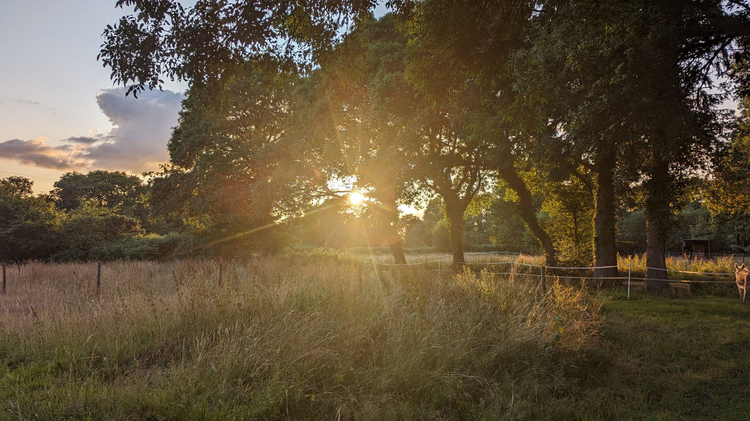 Prairie bordée d’arbres et de haies dans un paysage bocager