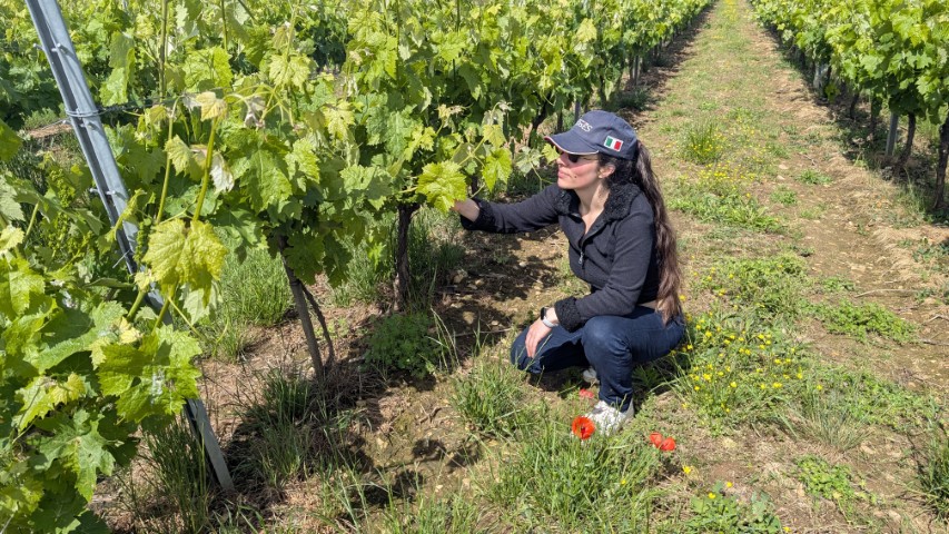 Dre Morgane LEBOSQ dans un domaine viticole en transition agroécologique