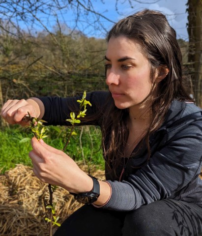 Morgane réalise une greffe sur un jeune arbre fruitier