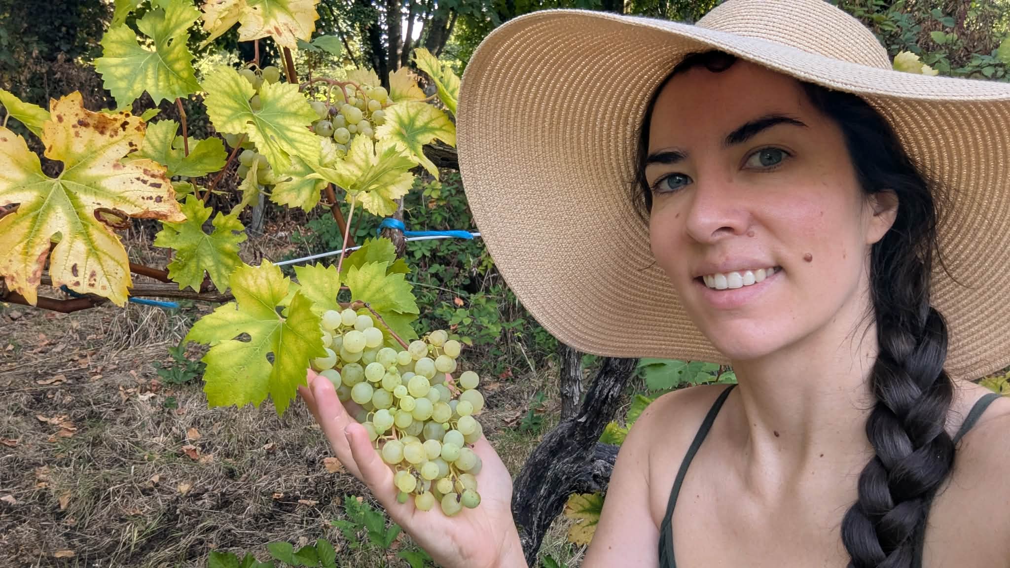 Morgane présente une grappe de raisin cultivée en Bretagne
